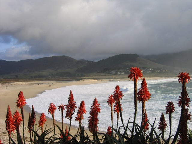 Candle Flowers, Stewart's Cove