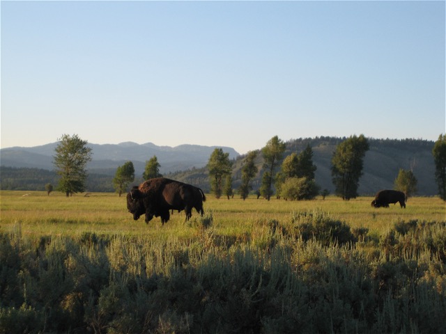 Buffalo - Grand Teton N.P.
