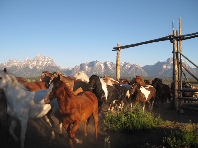 Triangle X Ranch Morning Roundup
