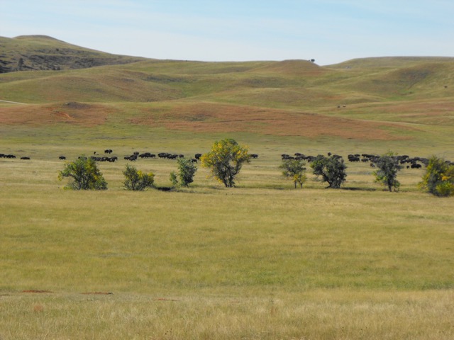 Buffalo Herd, Custer State Park, SD
