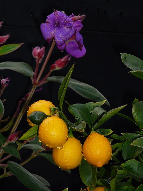 Princess flower and lemons