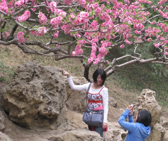 Summer Palace Blossoms