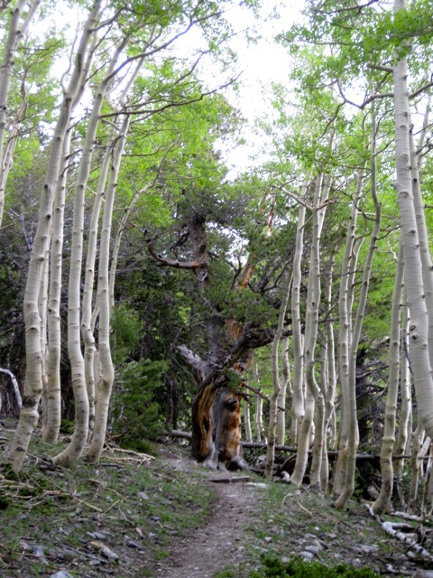 Ladies in Waiting, Great Basin, NP
