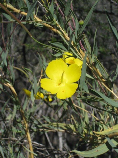 Pinnacles Wildflower, Pinnacles NM