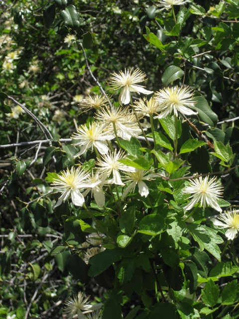 Pinnacles Wildflower, Pinnacles NM