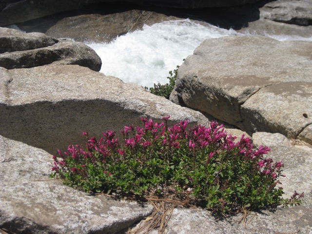 Wildflowers at Nevada Falls