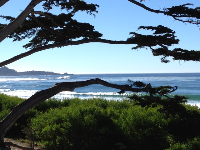 Carmel Bay Cypress